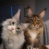dixieandbenny.mainecoons