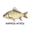 kapac_agac