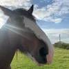 horses4ever87