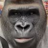 gorillavlog1