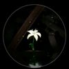 shrouk.belal54