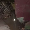 gbl_oloko