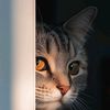 .reflexiomania