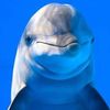 dolphqyz6e8