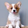 browinethecorgi