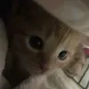 meowarto