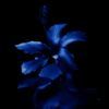 blue_navy11