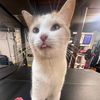 mr_goofy_gaming_cat