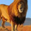 .mohamed6910