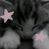 gato759678_