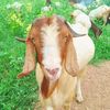 baangoat