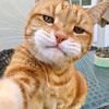 kucing.oren87