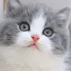 hello123_736
