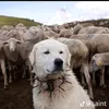 captain.camel2