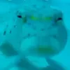 sharkyyy_roarr