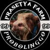 prasetya.farm3