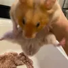 nugget_the_hamste
