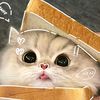 korbin_anis3