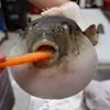 pufferfisch5