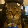 catstorysw