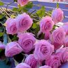 user18101407238078
