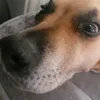 boblilw