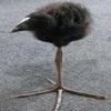 onebirdie67leg