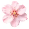 springggbloom