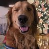 lucaathegolden