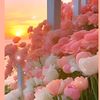 ibrahim.bepari35