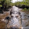 Ali_FL_Gator