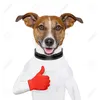 like_dogg