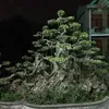 phucbuiminh400
