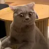 thukibu_1222