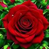 md.alai.husen