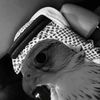asqa.2