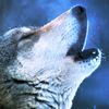 wolftoker54