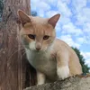 meow_9023