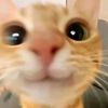 meow_moew076
