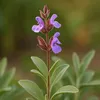 asageinbloom