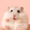 hamsterstore01