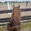 aoife_equine901