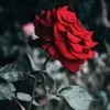 larin_63