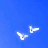 seven_thousand_feathers