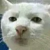 uvuwevweonyeteyevweossa0