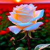 jibon.ray619