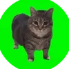 habosh_babosh_123