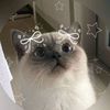 amo_los_gatos124827281