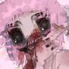 hybristo_bixxtch