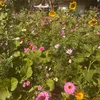 flowergirly1965